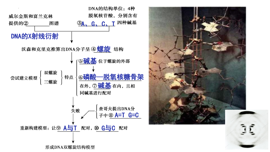 3.2DNA的结构 ppt课件（0002）(12)-2023新人教版（2019）《高中生物》必修第二册.pptx_第3页