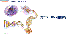 3.2DNA的结构 ppt课件（0002）(12)-2023新人教版（2019）《高中生物》必修第二册.pptx