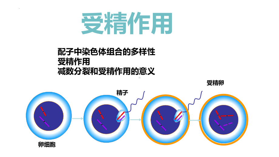 2.1.2减数分裂和受精作用 ppt课件-2023新人教版（2019）《高中生物》必修第二册.pptx_第1页