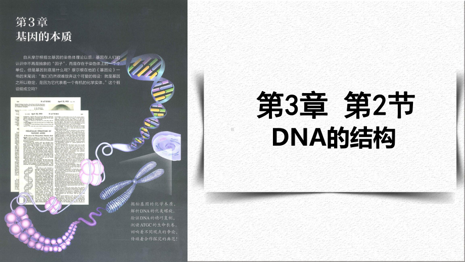 3.2DNA的结构 ppt课件(13)-2023新人教版（2019）《高中生物》必修第二册.pptx_第1页