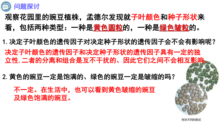 1.2 孟德尔的豌豆杂交实验（二）ppt课件(1)-2023新人教版（2019）《高中生物》必修第二册.pptx_第2页