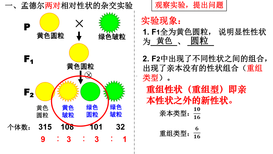 1.2 孟德尔的豌豆杂交实验（二）ppt课件(1)-2023新人教版（2019）《高中生物》必修第二册.pptx_第3页