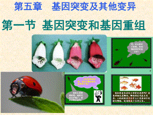 5.1基因突变和基因重组 ppt课件 (2)-2023新人教版（2019）《高中生物》必修第二册.pptx