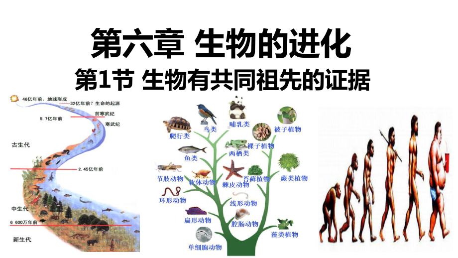 6.1生物有共同祖先的证据 ppt课件（0002）-2023新人教版（2019）《高中生物》必修第二册.pptx_第1页