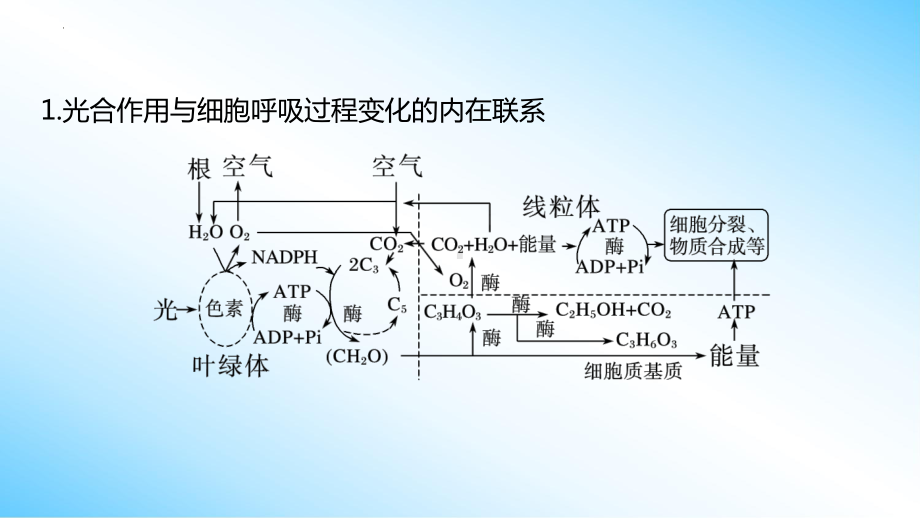 二轮复习专题突破：3-2 光合作用和细胞呼吸的过程 ppt课件-2023新人教版（2019）《高中生物》必修第二册.pptx_第2页