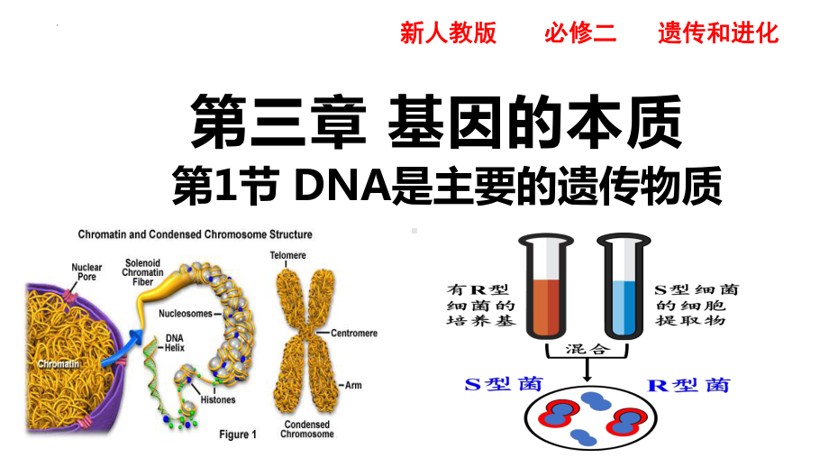 3.1DNA是主要的遗传物质 ppt课件-2023新人教版（2019）《高中生物》必修第二册.pptx_第1页