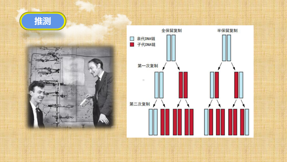 3.3DNA的复制 ppt课件(7)-2023新人教版（2019）《高中生物》必修第二册.pptx_第3页