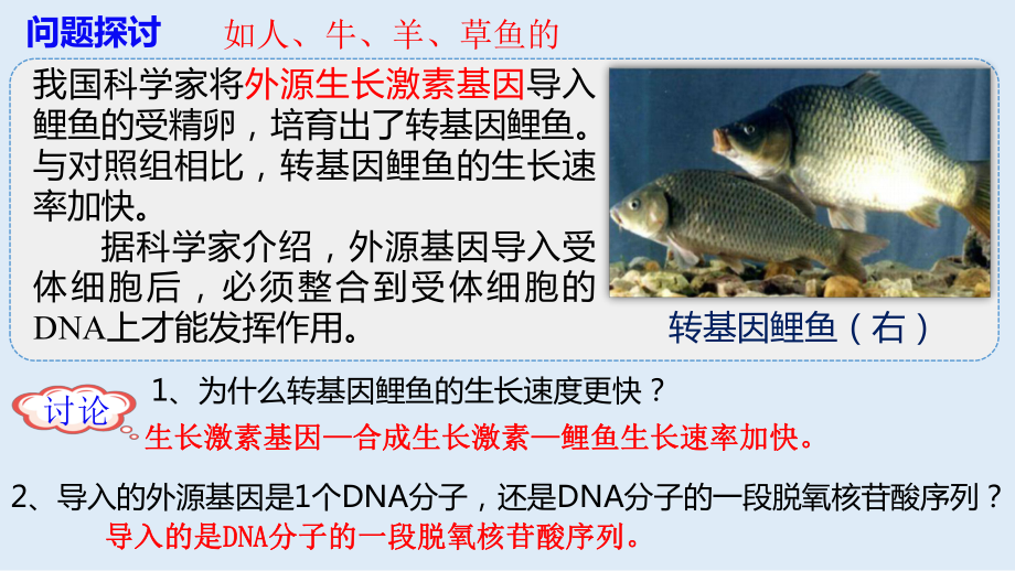 3.4基因通常是有遗传效应的DNA片段 ppt课件（0002）(3)-2023新人教版（2019）《高中生物》必修第二册.pptx_第2页