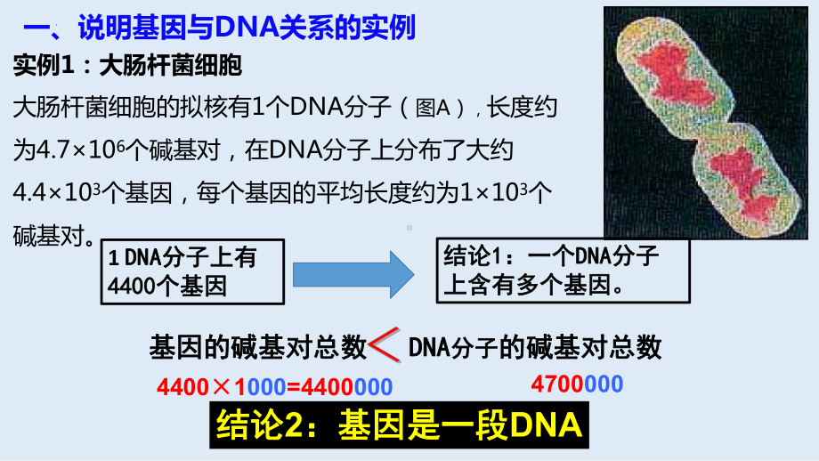 3.4基因通常是有遗传效应的DNA片段 ppt课件（0002）(3)-2023新人教版（2019）《高中生物》必修第二册.pptx_第3页