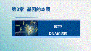 3.2DNA的结构 ppt课件(4)-2023新人教版（2019）《高中生物》必修第二册.pptx