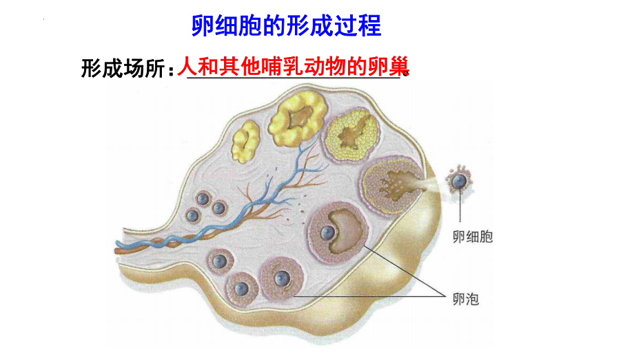 2.1减数分裂和受精作用（第2课时） ppt课件(2)-2023新人教版（2019）《高中生物》必修第二册.pptx_第2页