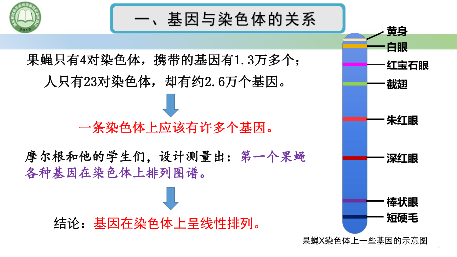 2.2基因在染色体上 第2课时 孟德尔遗传规律的现代解释 ppt课件-2023新人教版（2019）《高中生物》必修第二册.pptx_第2页