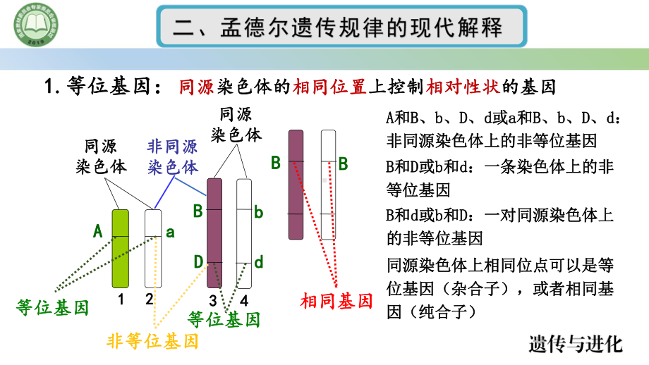 2.2基因在染色体上 第2课时 孟德尔遗传规律的现代解释 ppt课件-2023新人教版（2019）《高中生物》必修第二册.pptx_第3页