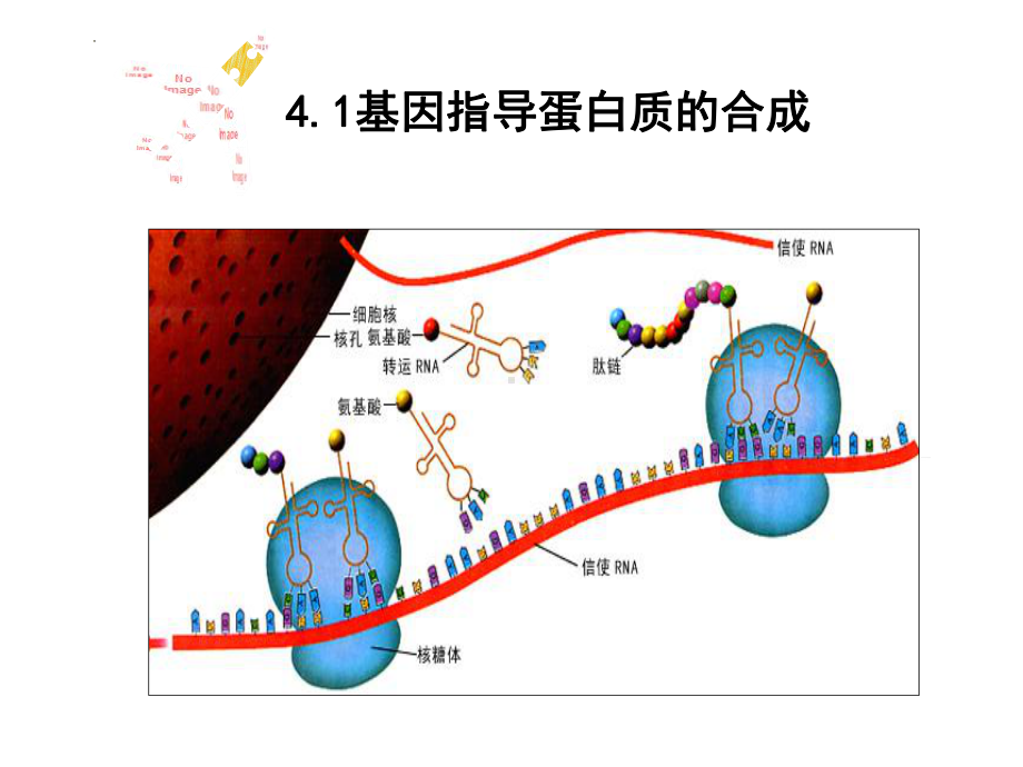 4.1基因指导蛋白质的合成 ppt课件(3)-2023新人教版（2019）《高中生物》必修第二册.pptx_第2页