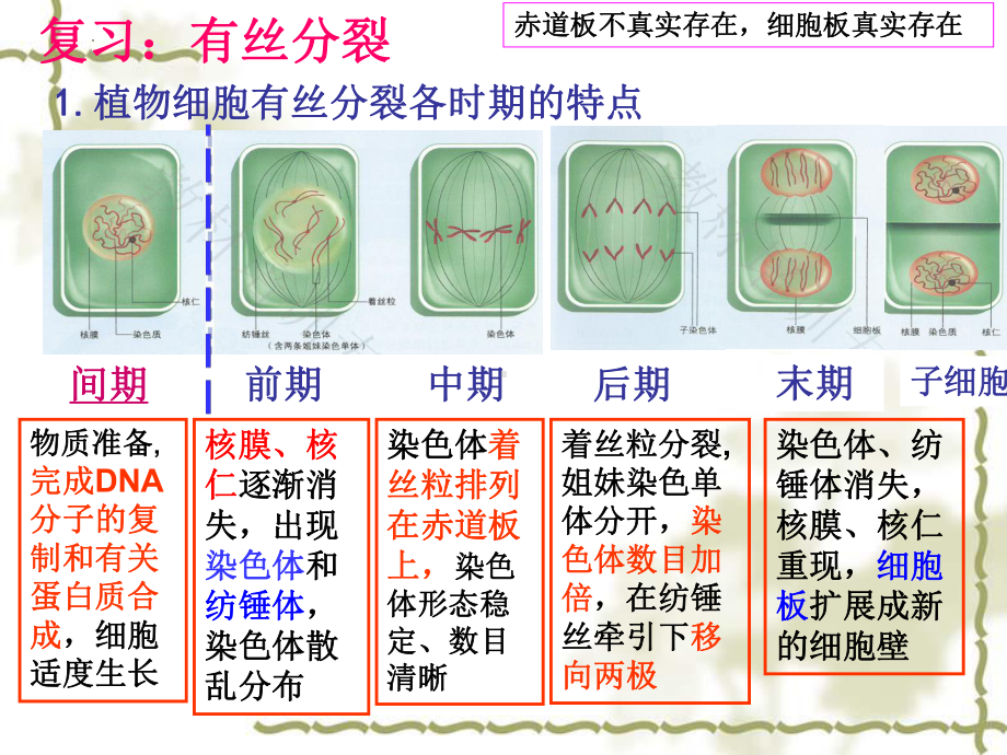 2.1减数分裂和受精作用 ppt课件(2)-2023新人教版（2019）《高中生物》必修第二册.pptx_第1页