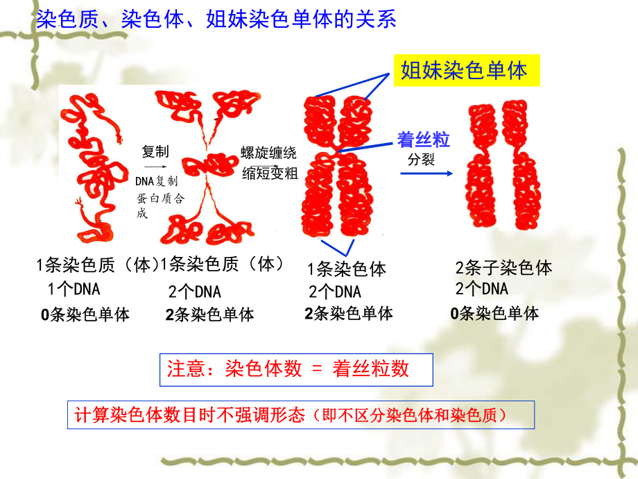 2.1减数分裂和受精作用 ppt课件(2)-2023新人教版（2019）《高中生物》必修第二册.pptx_第2页