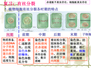 2.1减数分裂和受精作用 ppt课件(2)-2023新人教版（2019）《高中生物》必修第二册.pptx