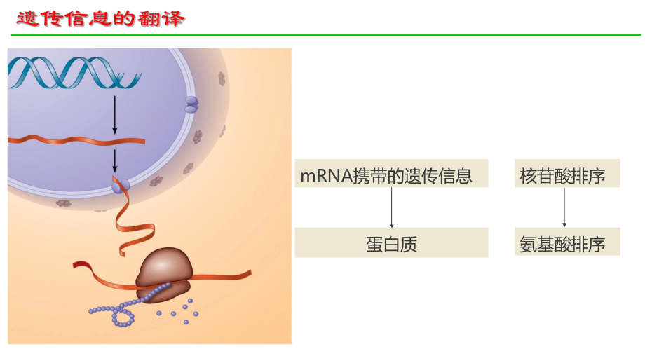 4.1基因指导蛋白质的合成（第2课时） ppt课件-2023新人教版（2019）《高中生物》必修第二册.pptx_第2页