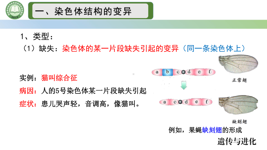 5.2染色体变异 第3课时 ppt课件-2023新人教版（2019）《高中生物》必修第二册.pptx_第3页