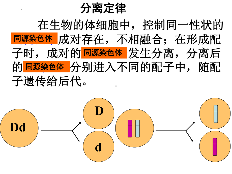 2.2基因在染色体上 ppt课件(4)-2023新人教版（2019）《高中生物》必修第二册.pptx_第2页