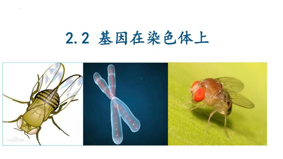 2.2基因在染色体上 ppt课件（0002）(3)-2023新人教版（2019）《高中生物》必修第二册.pptx_第2页