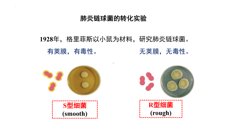 3.1DNA是主要的遗传物质 ppt课件(8)-2023新人教版（2019）《高中生物》必修第二册.pptx_第3页