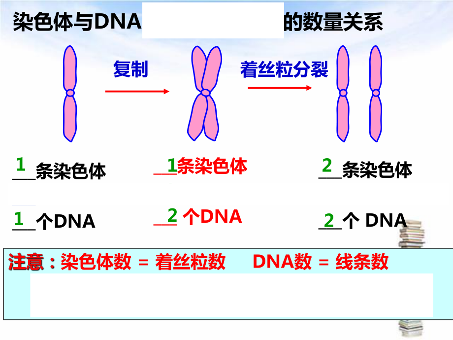 2.1减数分裂和受精作用 ppt课件（0002）-2023新人教版（2019）《高中生物》必修第二册.pptx_第2页