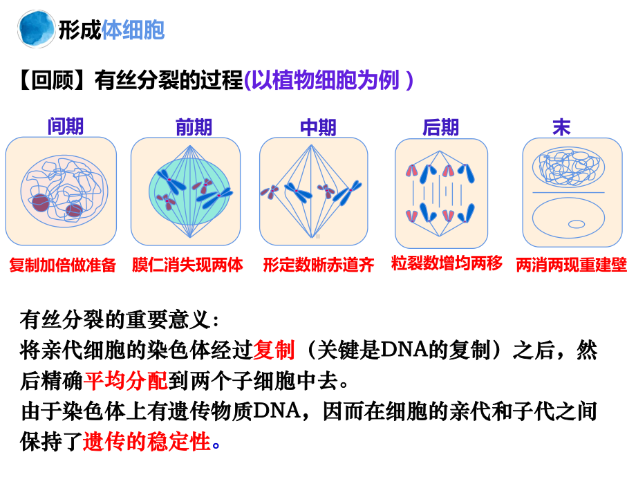 2.1减数分裂和受精作用 ppt课件（0002）-2023新人教版（2019）《高中生物》必修第二册.pptx_第3页