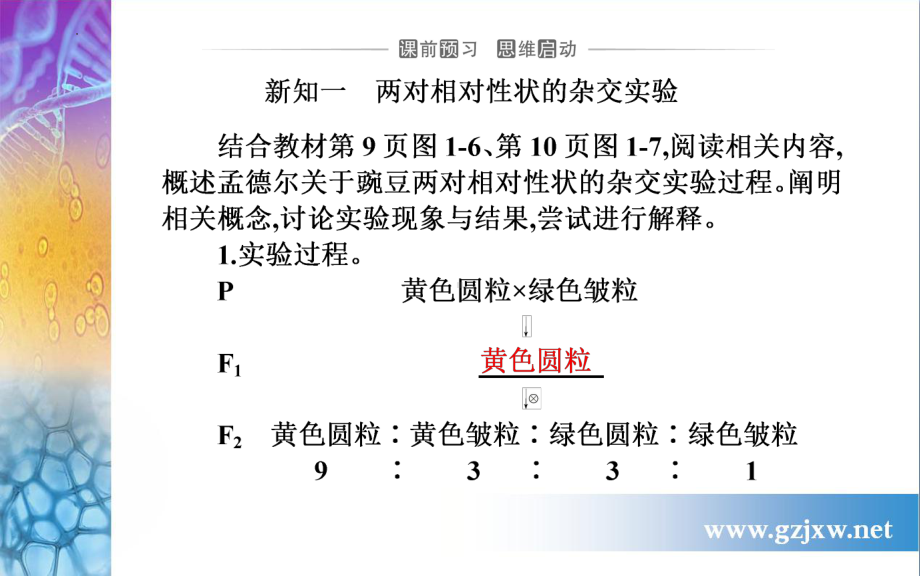 1.2孟德尔的豌豆杂交实验（二） ppt课件-2023新人教版（2019）《高中生物》必修第二册.pptx_第3页