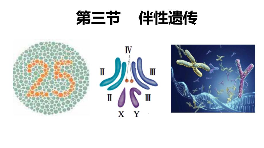 2.3 伴性遗传 ppt课件(3)-2023新人教版（2019）《高中生物》必修第二册.pptx_第1页