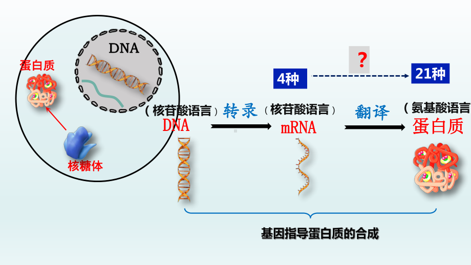 4.1基因指导蛋白质的合成（第2课时） ppt课件(1)-2023新人教版（2019）《高中生物》必修第二册.pptx_第2页