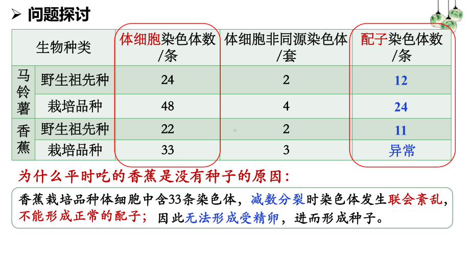 5.2染色体变异 ppt课件(8)-2023新人教版（2019）《高中生物》必修第二册.pptx_第3页