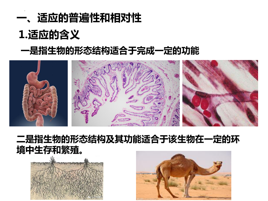 6.2自然选择与适应的形成 ppt课件（0002）(2)-2023新人教版（2019）《高中生物》必修第二册.pptx_第3页