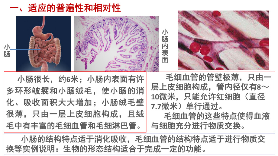 6.2自然选择与适应的形成 ppt课件（0002）(3)-2023新人教版（2019）《高中生物》必修第二册.pptx_第3页