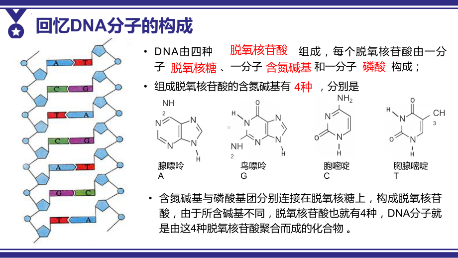 3.2 DNA的结构 ppt课件(3)-2023新人教版（2019）《高中生物》必修第二册.pptx_第3页