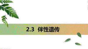 2.3伴性遗传 ppt课件(8)-2023新人教版（2019）《高中生物》必修第二册.pptx