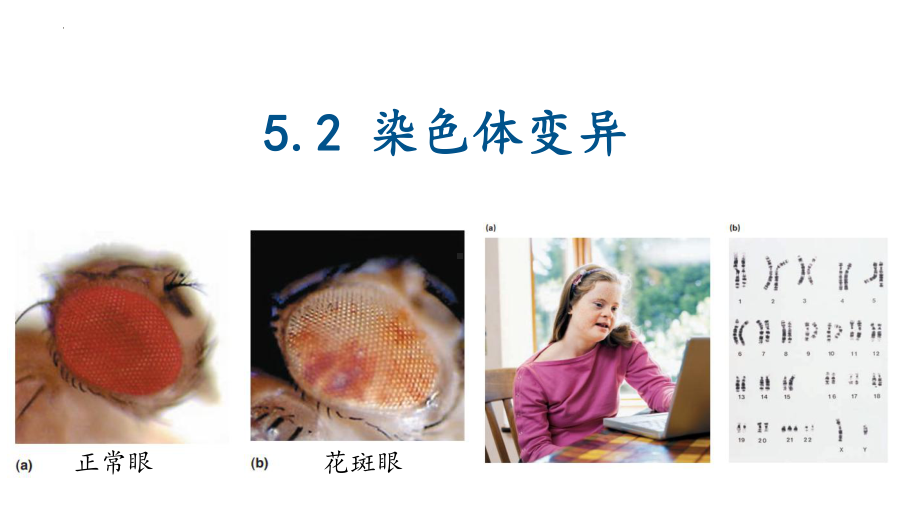 5.2 染色体变异 ppt课件(4)-2023新人教版（2019）《高中生物》必修第二册.pptx_第1页