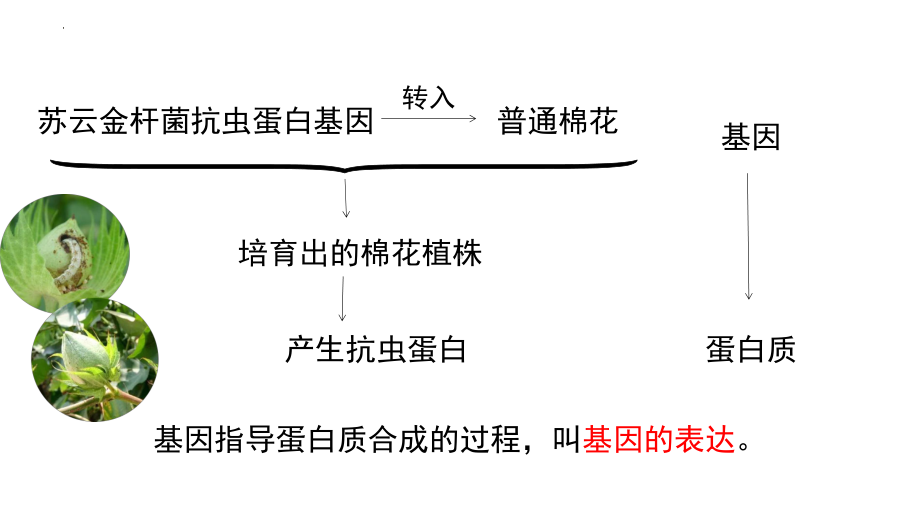 4.1基因指导蛋白质的合成 ppt课件(1)-2023新人教版（2019）《高中生物》必修第二册.pptx_第2页