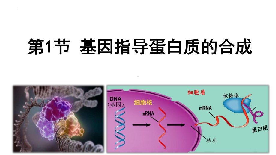 4.1基因指导蛋白质的合成 ppt课件(1)-2023新人教版（2019）《高中生物》必修第二册.pptx_第3页