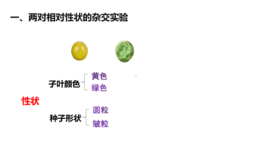 1.2 孟德尔的豌豆杂交实验（二） ppt课件 2-2023新人教版（2019）《高中生物》必修第二册.pptx_第2页