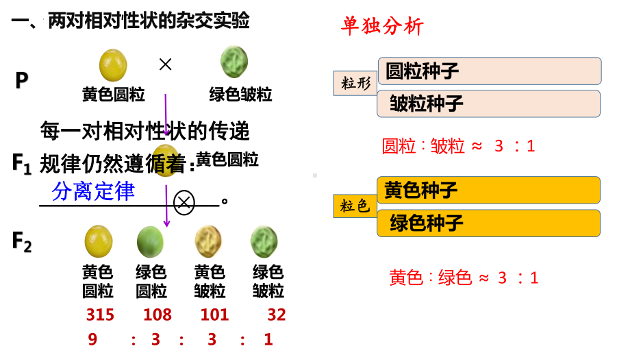 1.2 孟德尔的豌豆杂交实验（二） ppt课件 2-2023新人教版（2019）《高中生物》必修第二册.pptx_第3页