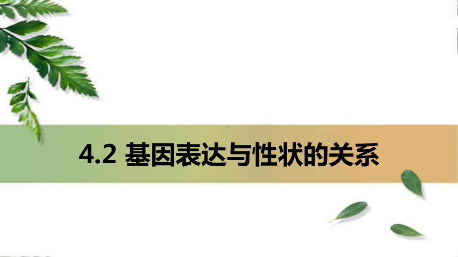 4.2 基因表达与性状的关系 ppt课件(3)-2023新人教版（2019）《高中生物》必修第二册.pptx_第1页