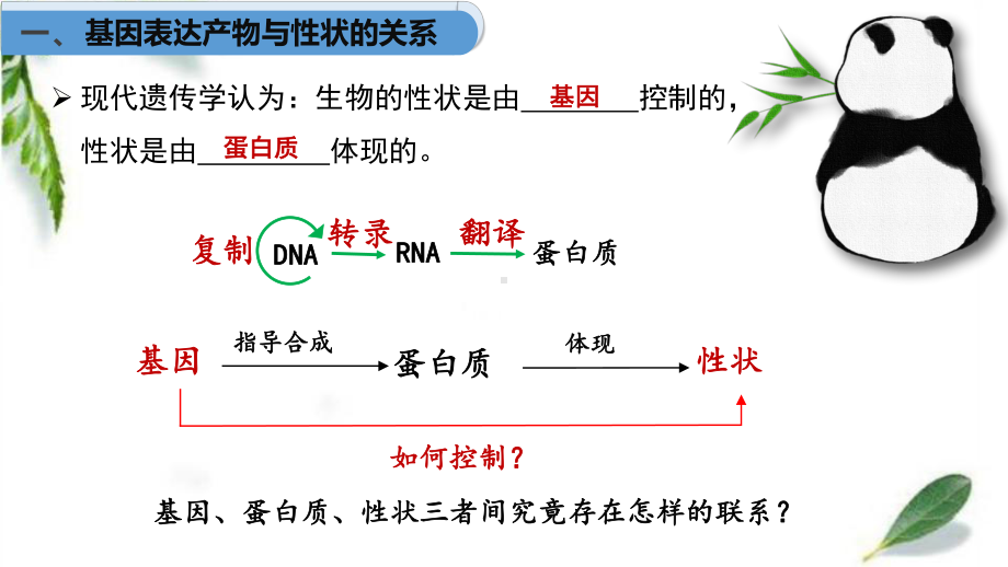 4.2 基因表达与性状的关系 ppt课件(3)-2023新人教版（2019）《高中生物》必修第二册.pptx_第3页