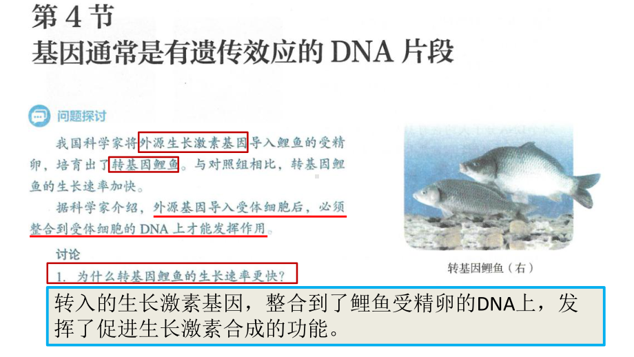 3.4基因通常是有遗传效应的DNA片段 ppt课件(4)-2023新人教版（2019）《高中生物》必修第二册.pptx_第1页