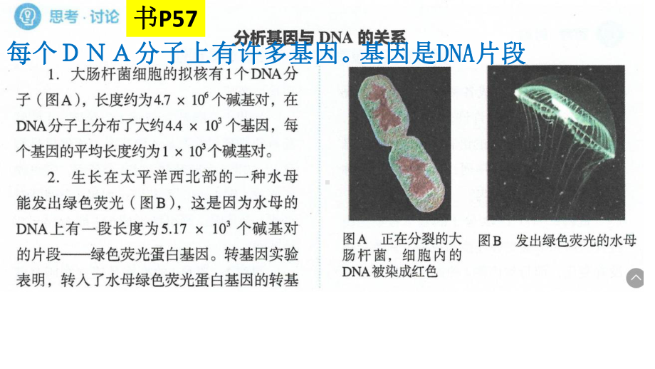 3.4基因通常是有遗传效应的DNA片段 ppt课件(4)-2023新人教版（2019）《高中生物》必修第二册.pptx_第3页