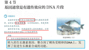 3.4基因通常是有遗传效应的DNA片段 ppt课件(4)-2023新人教版（2019）《高中生物》必修第二册.pptx