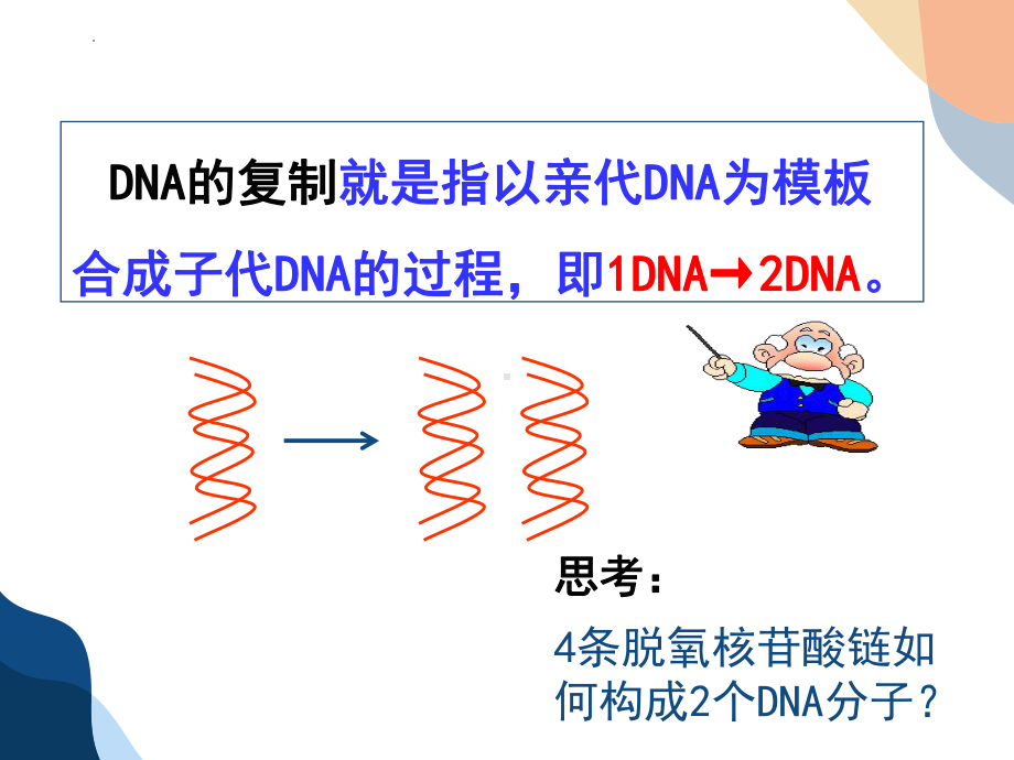 3.3DNA分子的复制 ppt课件 -2023新人教版（2019）《高中生物》必修第二册.pptx_第3页