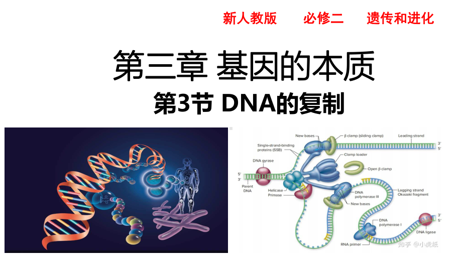 3.3DNA的复制 ppt课件(8)-2023新人教版（2019）《高中生物》必修第二册.pptx_第1页