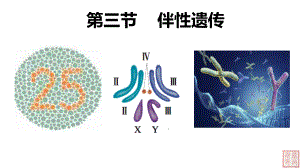 2.3伴性遗传 ppt课件（0002）(5)-2023新人教版（2019）《高中生物》必修第二册.pptx