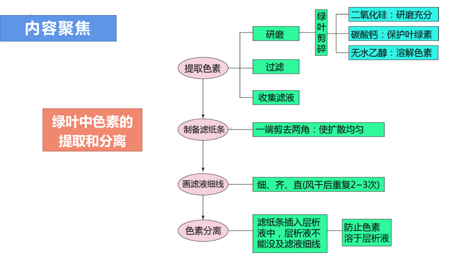 生物一轮复习 ppt课件： 第4讲 光合作用与能量转化-2023新人教版（2019）《高中生物》必修第二册.pptx_第2页